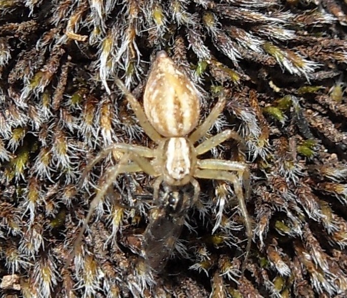 Oxyopes sp.